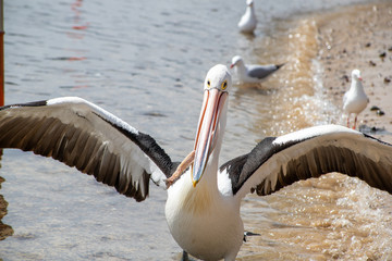 Australian Pelican in Australia