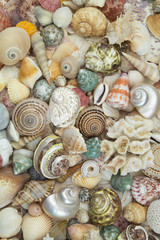 Seashells background