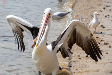Australian Pelican in Australia