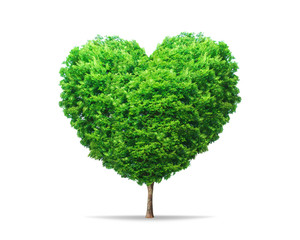 Green leaf tree in heart shape with nature isolated on pure white background. Environment tree for decoration creative concept.