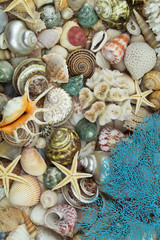 Many tropical seashells, corals and starfishes as background. Marine life and sea underwater theme.