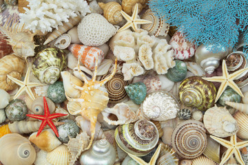 Many tropical seashells, corals and starfishes as background. Marine life and sea underwater theme.