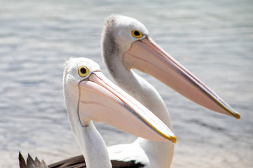 Australian Pelican in Australia
