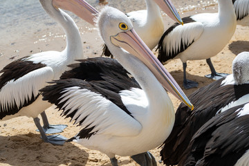 Australian Pelican in Australia