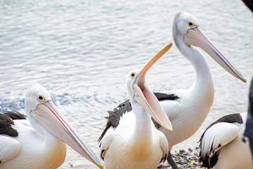 Australian Pelican in Australia