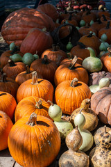 Variety of many pumpkins on the market. Different types pumpkins arranged