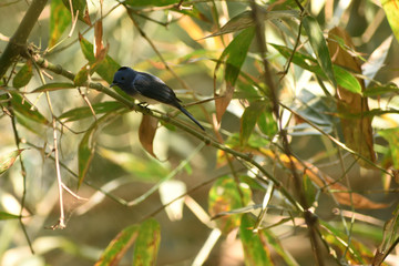 a black naped monarch is on a branch .