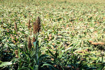 Millet plantations in the field. Bundles of millet seeds.