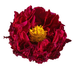 Dahlia flower dried, Red dahlia flower with yellow pollen isolated on white background, with clipping path