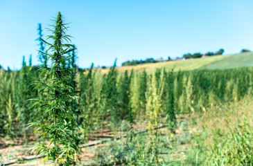 Marijuana farm.  Growing Cannabis sativa in farm.