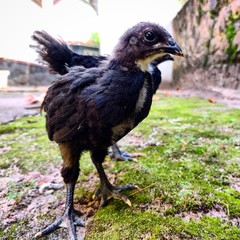 portrait of a Hen