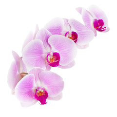 Obraz na płótnie Canvas Purple orchid flower, Pink phalaenopsis (moth) orchid isolated on white background, with clipping path 