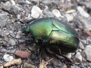 k&auml;fer gr&uuml;n