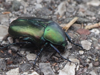 käfer grün