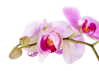Purple orchid flower, Pink phalaenopsis (moth) orchid isolated on white background, with clipping path 