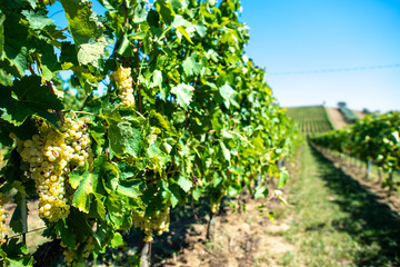 Fototapeta na wymiar White grape vineyards in Italy. Italian winery.