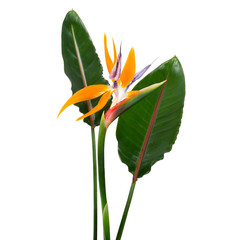 Strelitzia reginae flower with leaves, Bird of paradise flower, Tropical flower isolated on white...