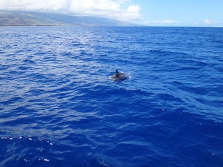 Fototapeta premium delfine meer insel