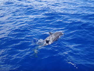 delfine im meer