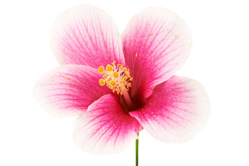 Fototapeta na wymiar Hibiscus or rose mallow flower, Tropical pink flower isolated on white background, with clipping path 