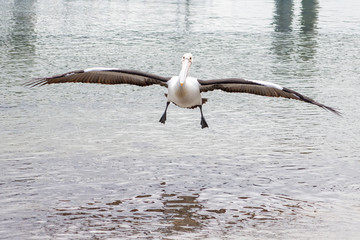 Australian Pelican in Australia