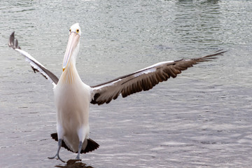 Australian Pelican in Australia