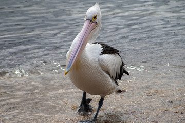 Australian Pelican in Australia