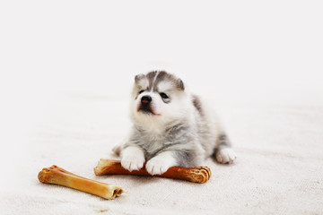 Siberian Husky puppy one month old playing with bone on white fabric. Fluffy puppy lying with toy on floor. Puppy play with bone.
