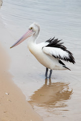 Fototapeta na wymiar Australian Pelican in Australia