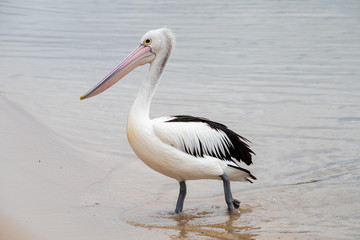 Australian Pelican in Australia
