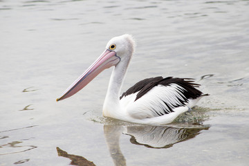 Australian Pelican in Australia