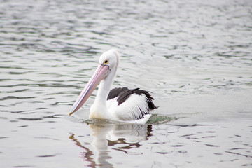 Australian Pelican in Australia