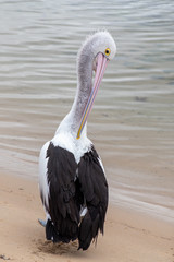Australian Pelican in Australia