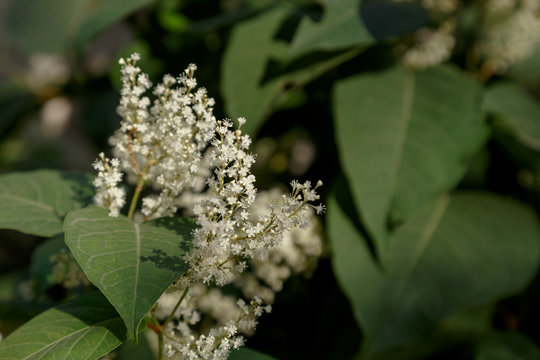 green leaves and white flowers of a plant with deep shadows