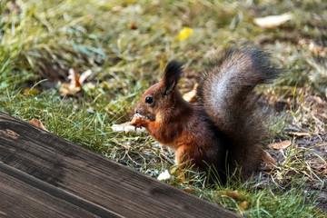 Naklejka na ściany i meble Squirrel on the grass in the park