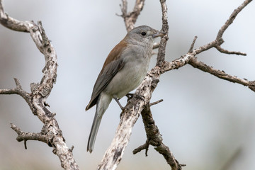 Grey Shrike-Thrush in Australia