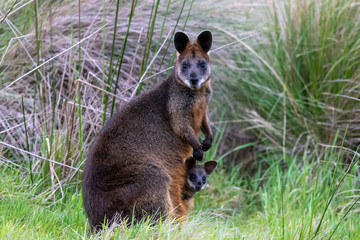 Swamp Wallaby in Australia