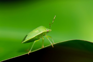 Green Bug on a leaf  seen  in Amboli,Maharashtra,India