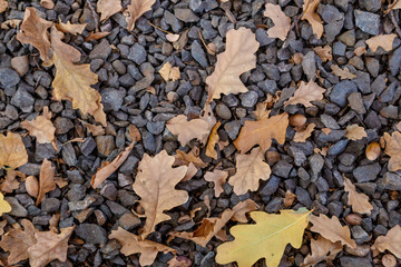 Autumn background of fallen yellow and orange leaves lying on the stones