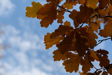 autumn branches and oak leaves on a background of bright sky
