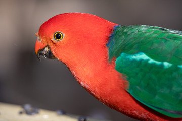 Australian King Parrot in Australia