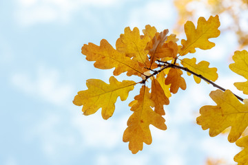 autumn branches and oak leaves on a background of bright sky