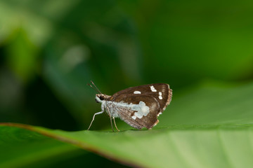 Grass Demon butterfly seen  in Amboli,Maharashtra,India