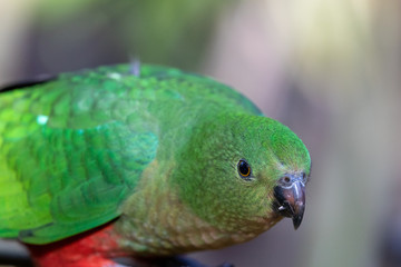 Fototapeta premium Australian King Parrot in Australia