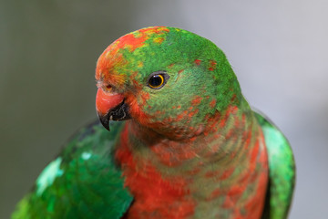 Australian King Parrot in Australia