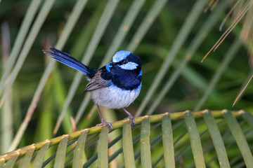 Naklejka premium Superb Fairywren in Australia