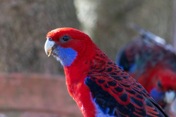 Crimson Rosella in Australia