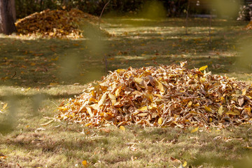 A pile of dry yellow autumn leaves in the park