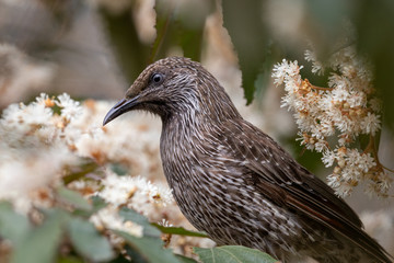 Little Wattlebird in Australia