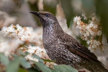 Little Wattlebird in Australia